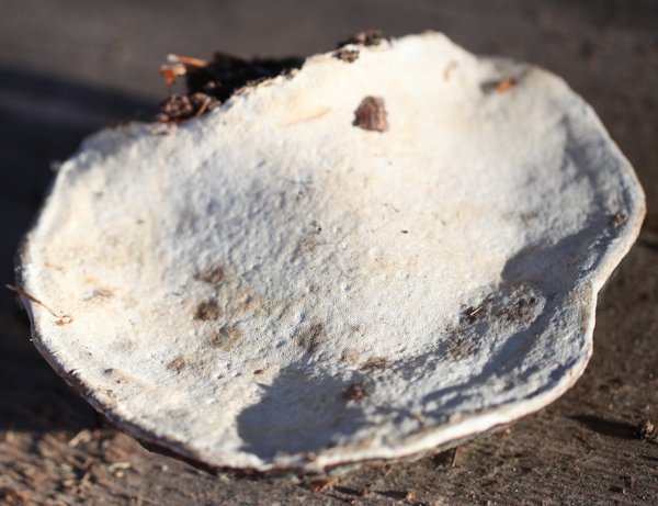 Fomitopsis pinicola