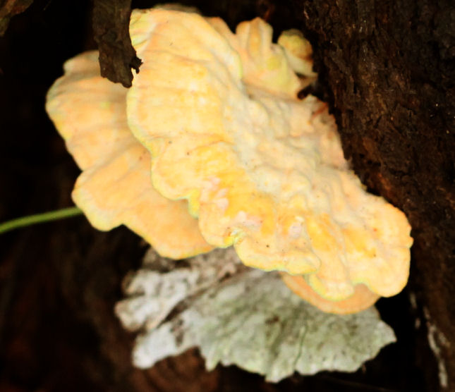 Laetiporus sulphureus