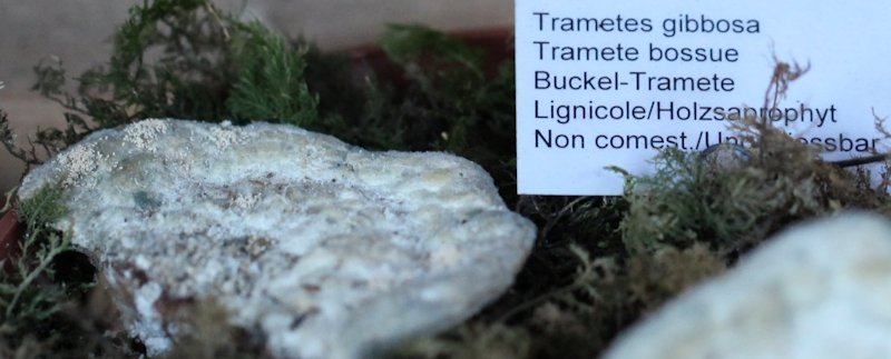 Trametes gibbosa