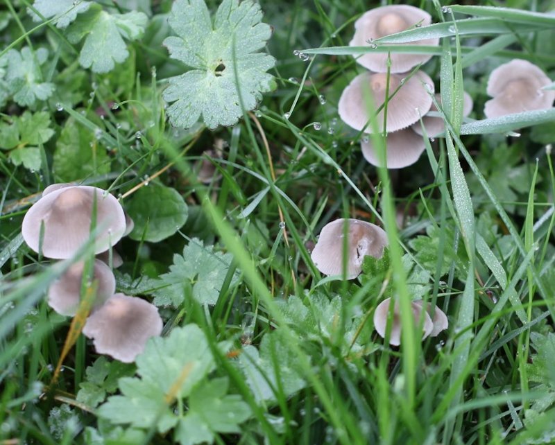 psathyrella candolleana