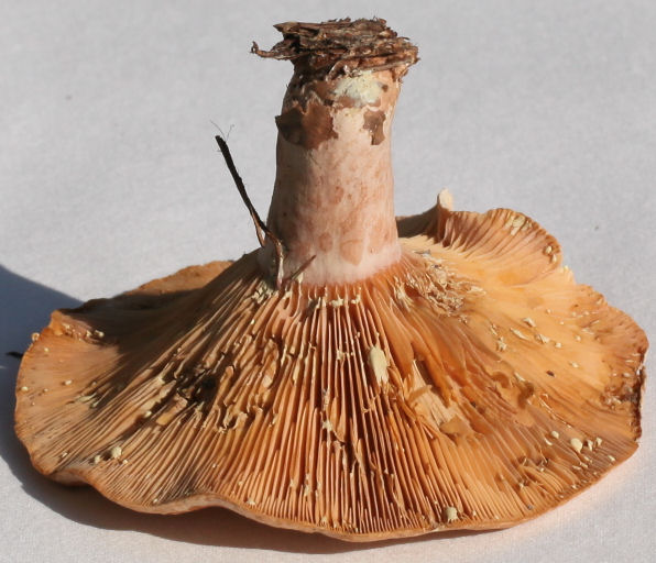 Lactarius chrysorrheus