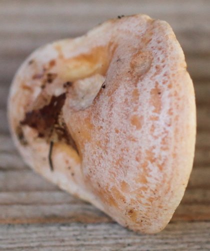 Lactarius chrysorrheus