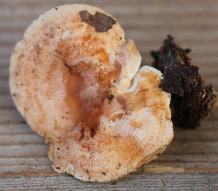Lactarius chrysorrheus