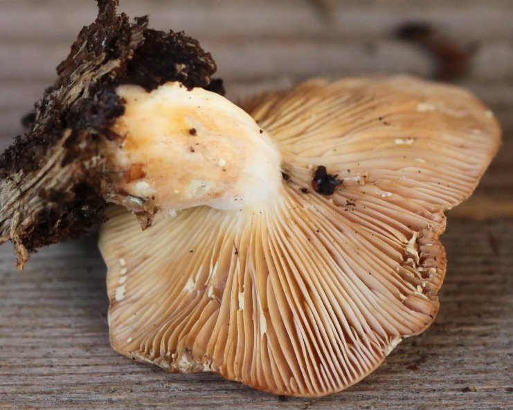 Lactarius chrysorrheus