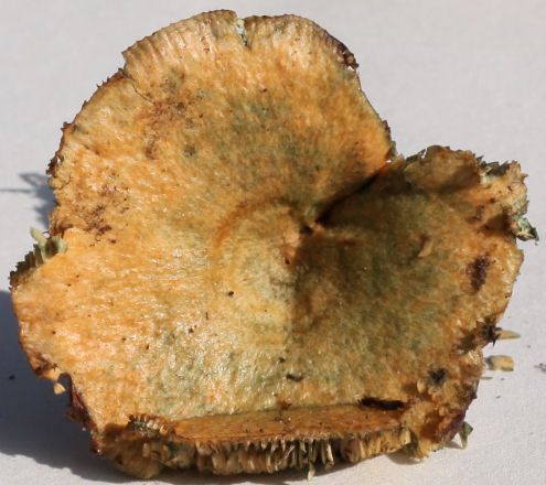 Lactarius deterrimus