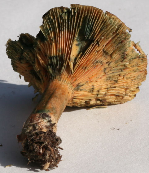 Lactarius deterrimus