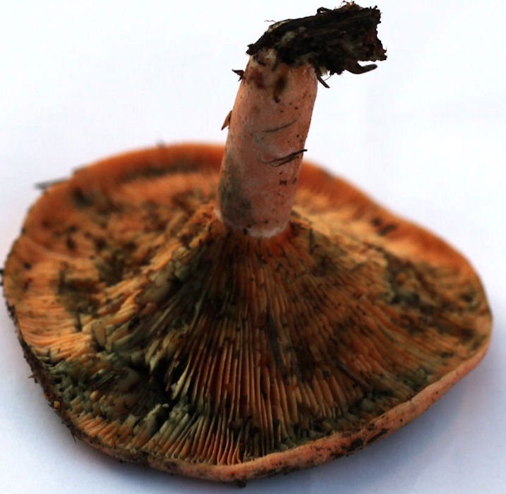 lactarius deterrimus