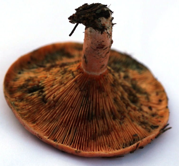 lactarius deterrimus