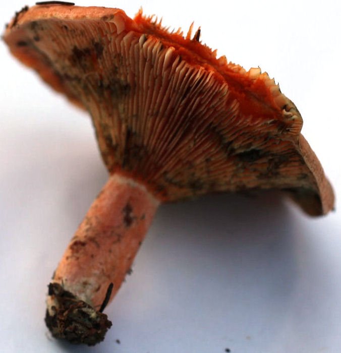 lactarius deterrimus