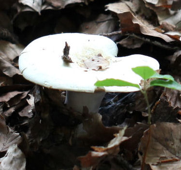 lactarius piperatus