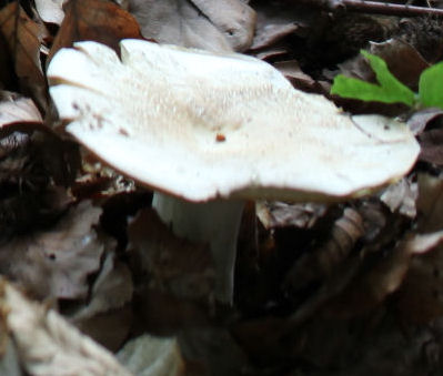 lactarius piperatus