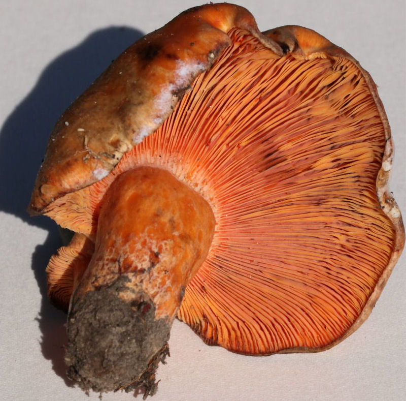 lactarius salmonicolor