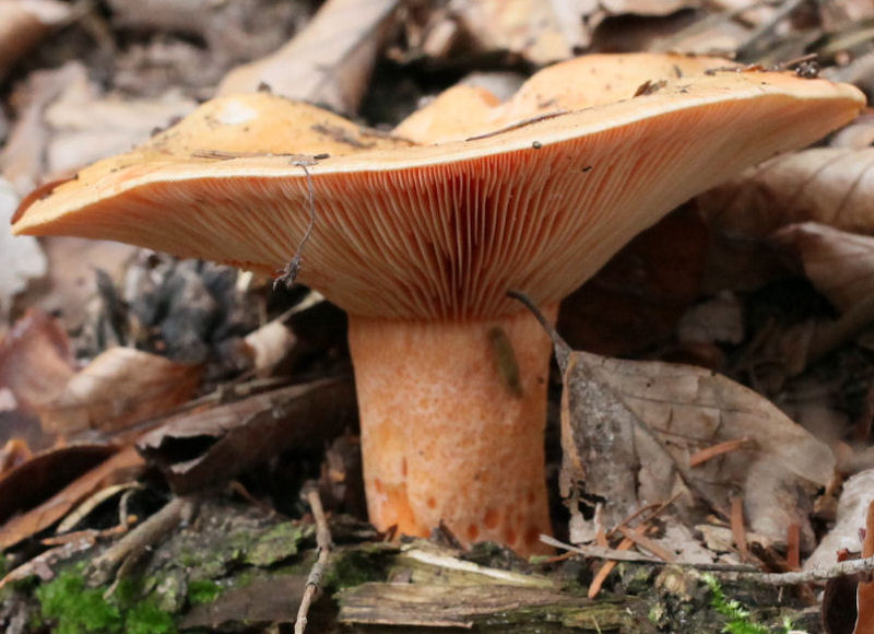 lactarius salmonicolor