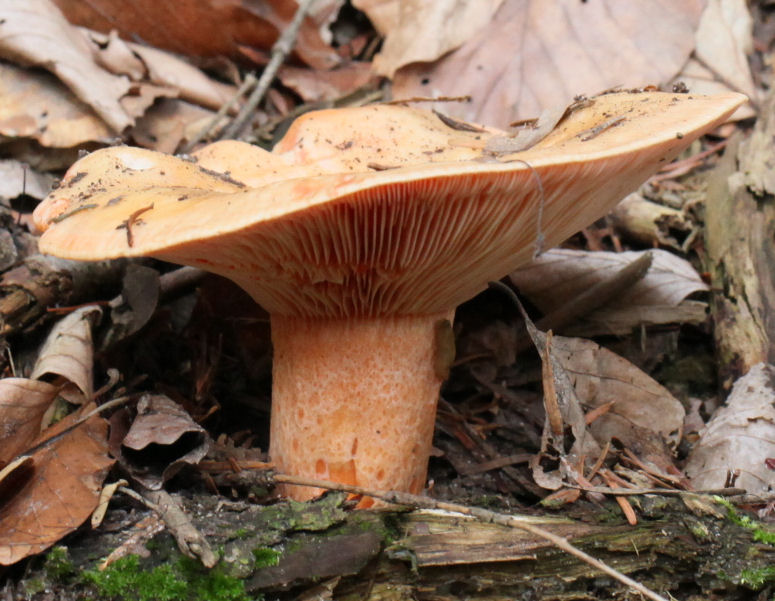 lactarius salmonicolor