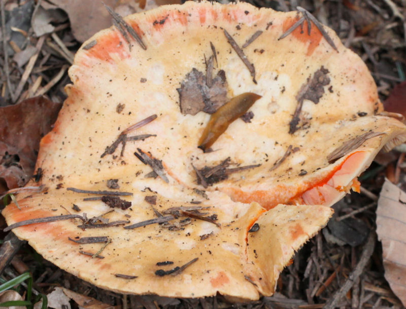 lactarius salmonicolor