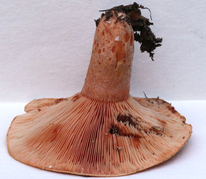 lactarius salmonicolor