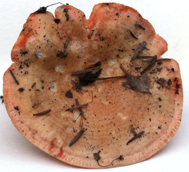 lactarius salmonicolor