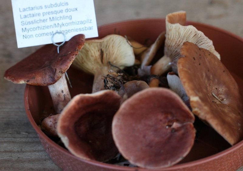 lactarius subdulcis
