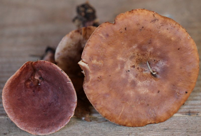 lactarius subdulcis