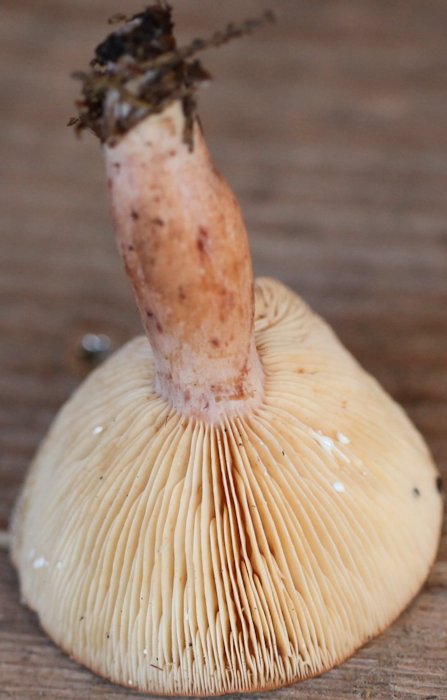 lactarius subdulcis