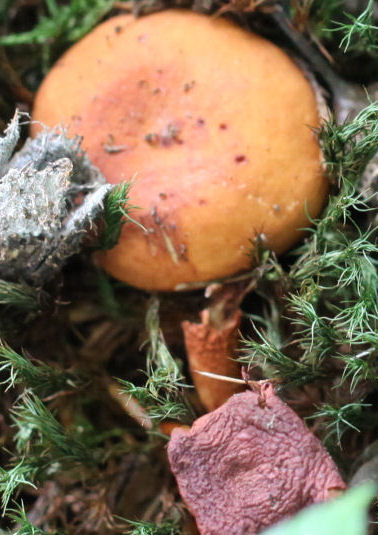 lactarius volemus