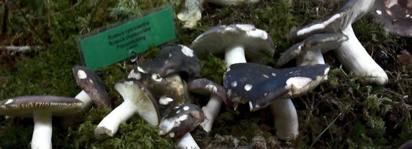 Russula cyanoxantha