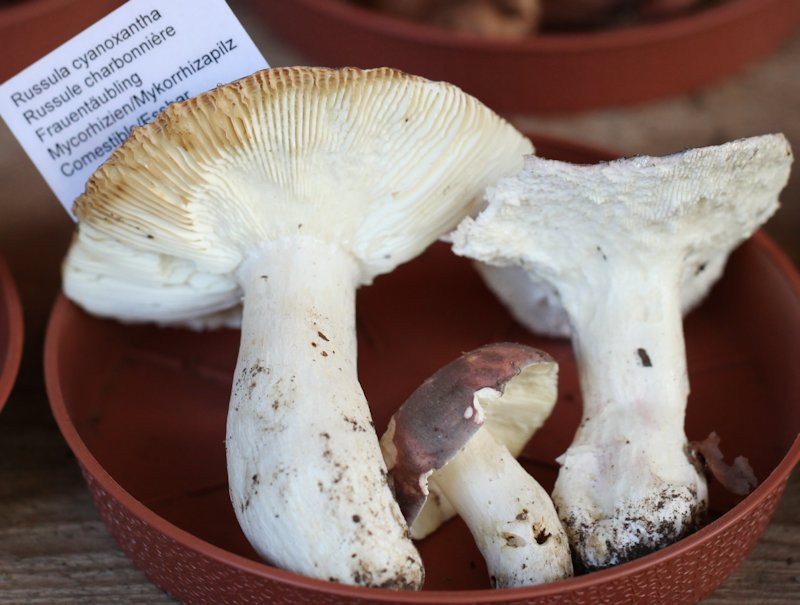 Russula cyanoxantha