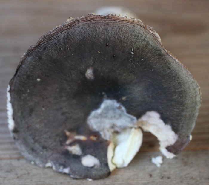 Russula cyanoxantha