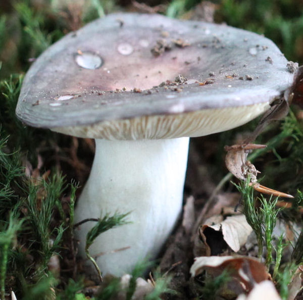 russula cyanoxantha