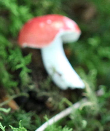 russula emetica