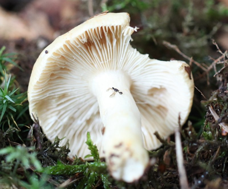 russula fellea