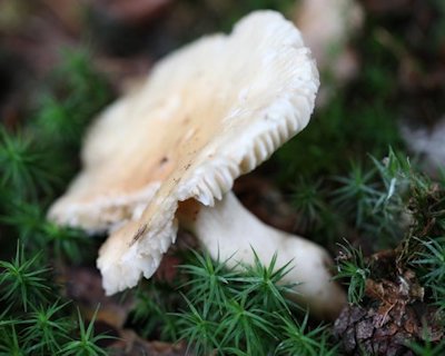 russula fellea