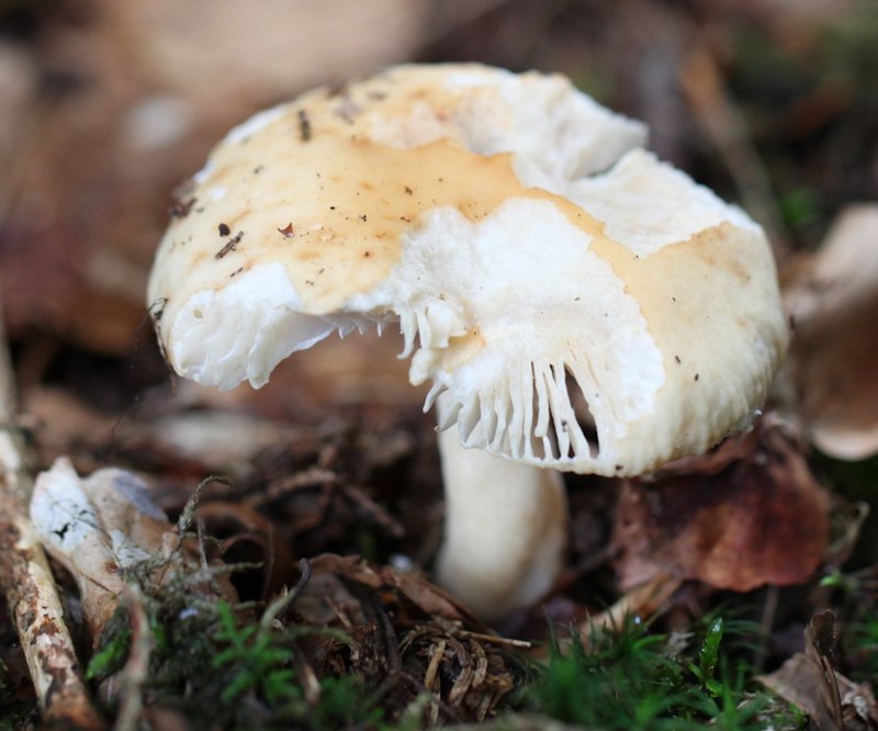 russula fellea