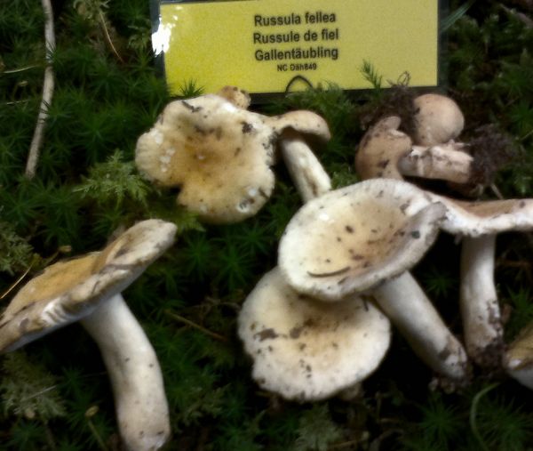 Russula fellea