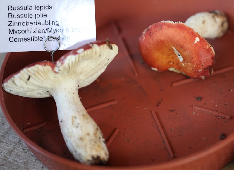 Russula lepida