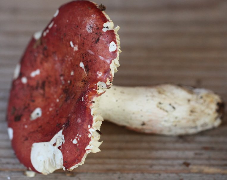 Russula lepida