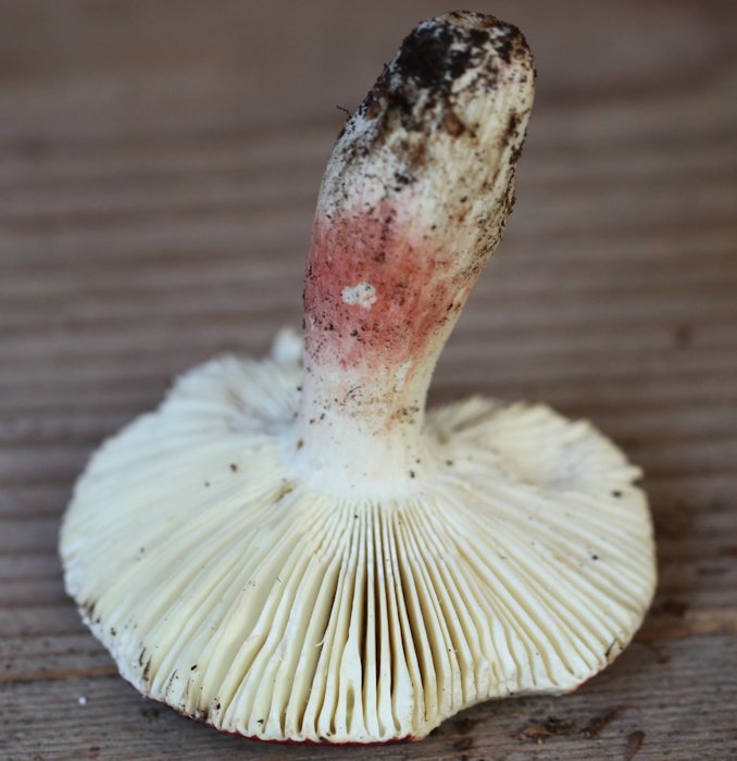 Russula lepida