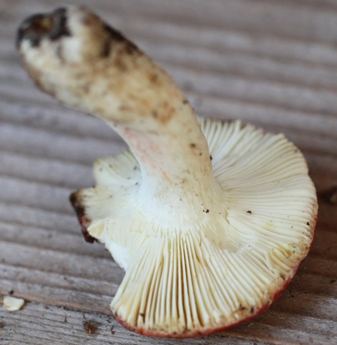 Russula lepida