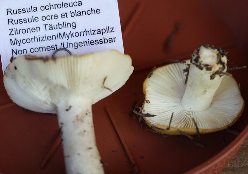 russula ochroleuca