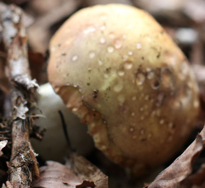 russula olivacea