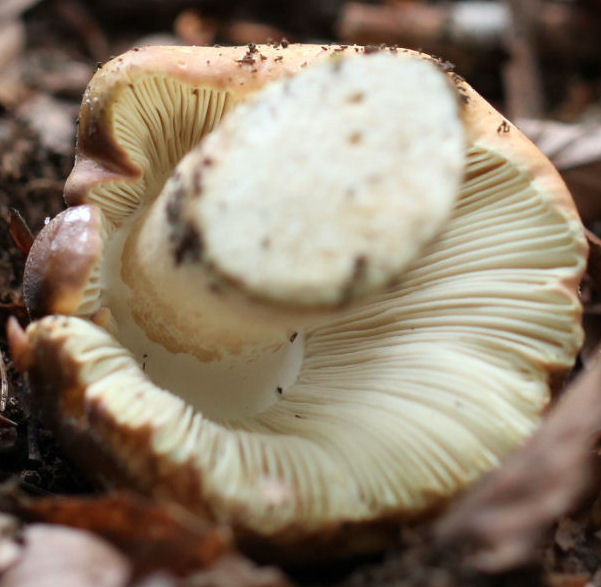 russula olivacea