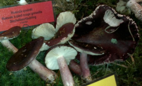 Russula queletii