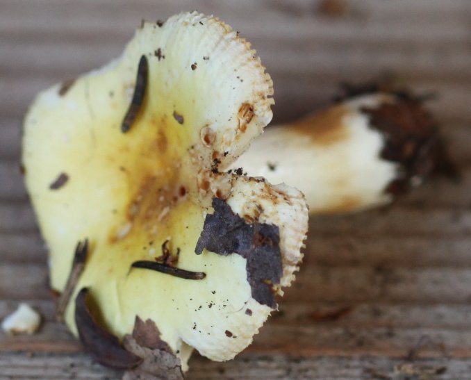 Russula risigallina