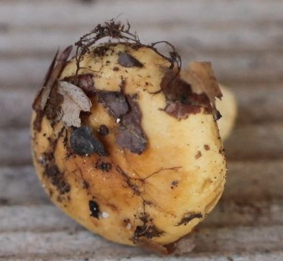 Russula risigallina