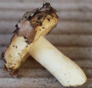 Russula risigallina