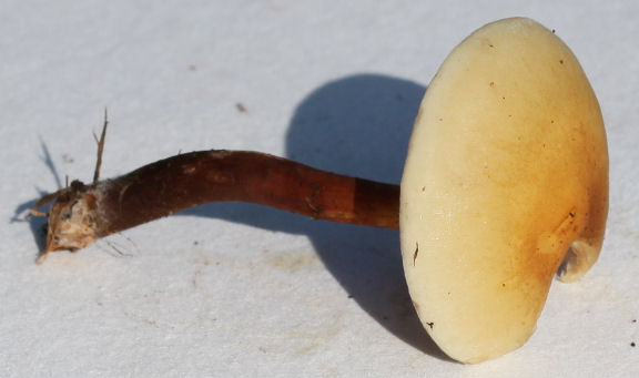 Hypholoma capnoides