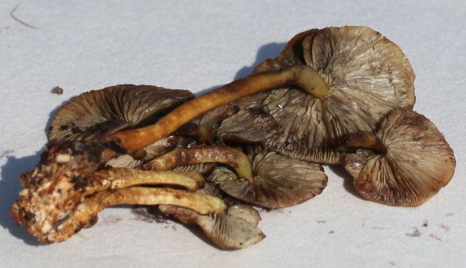 Hypholoma fasciculare