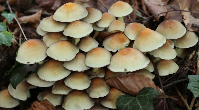 hypholoma fasciculare