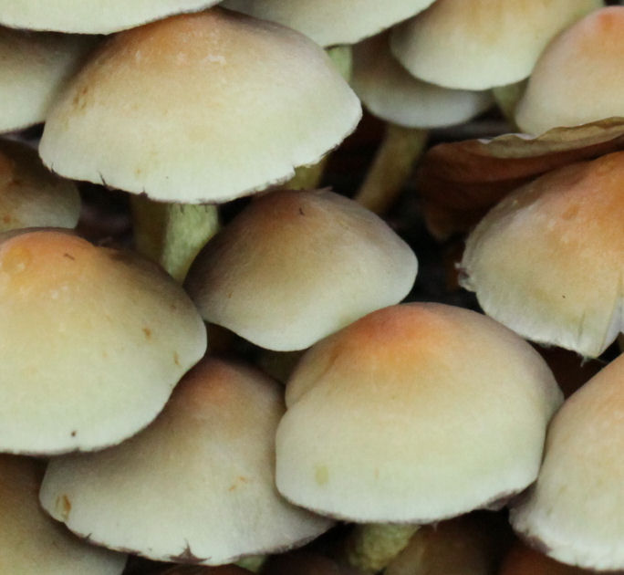 hypholoma fasciculare