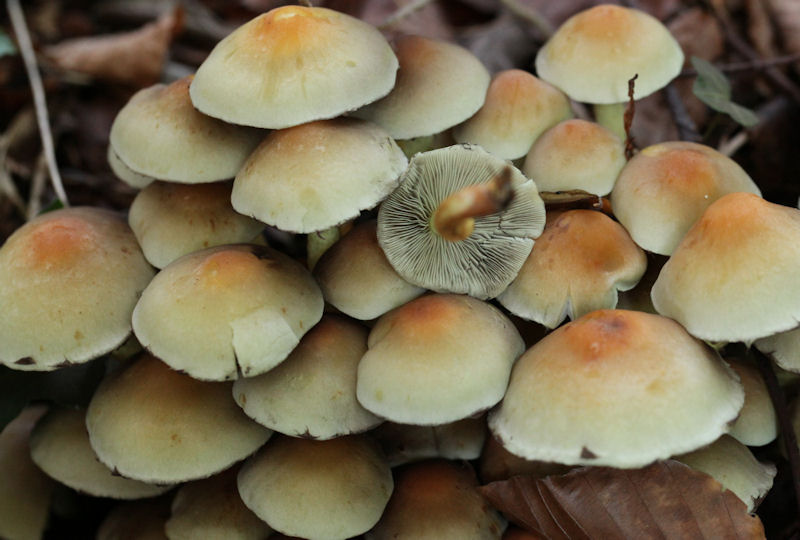 hypholoma_fasciculare